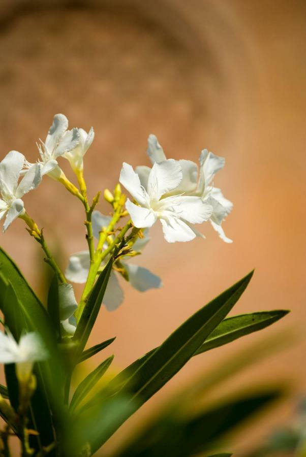All'Albaro Agriturismo Salizzole Ngoại thất bức ảnh